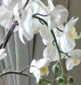 Evergrothe